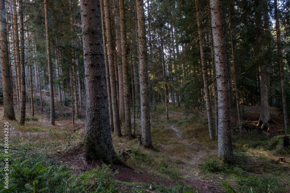 Poster a sun dappled path winds through a dense coniferous forest tall trees lining the way