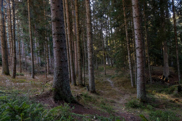 A sun dappled path winds through a dense coniferous forest tall trees lining the way