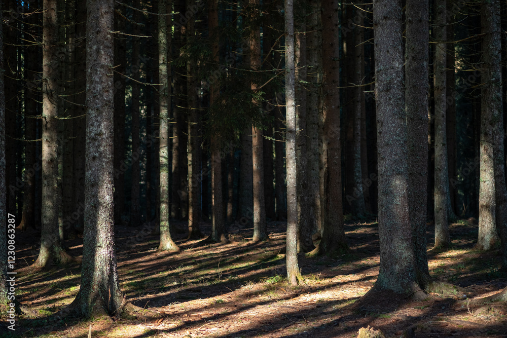 Poster sunlight filters through a dense coniferous forest illuminating the tall tree trunks and casting lon