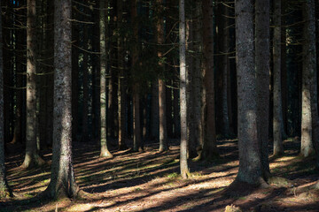 Obraz premium Sunlight filters through a dense coniferous forest illuminating the tall tree trunks and casting long shadows on the forest floor