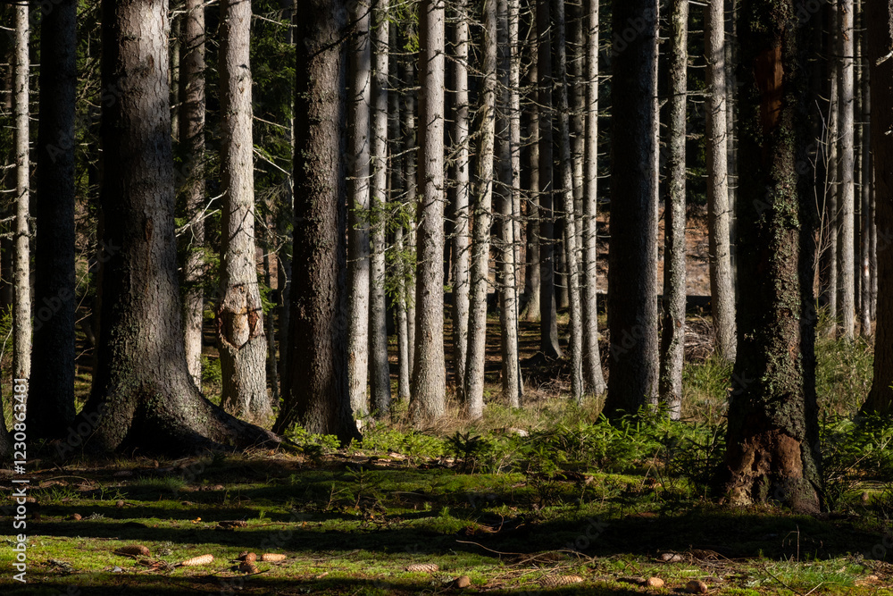 Poster sunlight filters through a dense forest illuminating the slender tree trunks and mossy forest floor