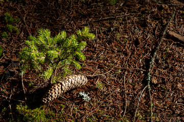 A young conifer seedling sprouts near a fallen pine cone on a bed of pine needles