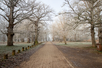Cencellada en Espinosa