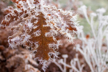 Cencellada en Espinosa