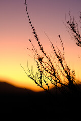 Silhouetted Branches Under a Vibrant Sunset Sky