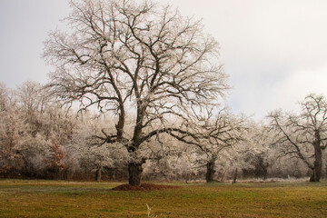 Cencellada en Espinosa