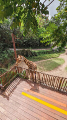 Giraffe Leaning Over Wooden Deck Railing