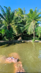 Hippopotamus Submerged in Water