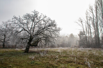 Cencellada en Espinosa