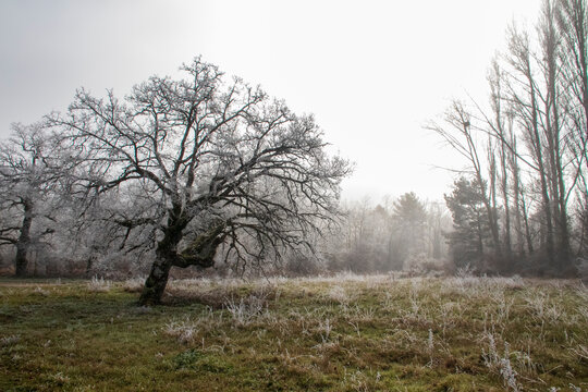 Cencellada en Espinosa