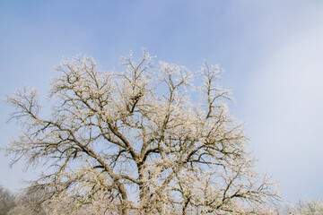 Cencellada en Espinosa