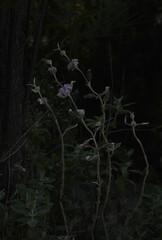 Dark botanical aesthetic wallpaper. Vertical picture of a purple sage  (Salvia leucophylla) wild flower in middle of dark forest. 
