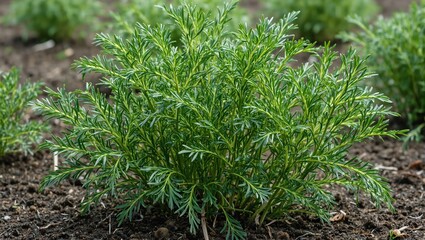 Obraz premium Vibrant dill plants growing in dark soil