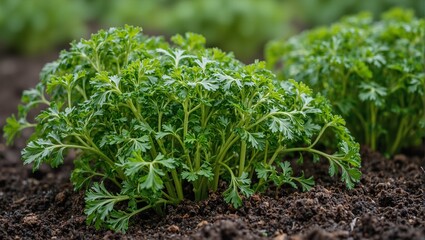 Obraz premium Vibrant green parsley growing in dark soil