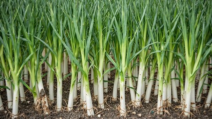 Fototapeta premium Close up of green onions in rows roots buried in dark soil