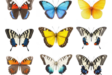 Butterflies Show Their Colorful Wings, Delicate Patterns on Black Background with Nature's Beauty Theme