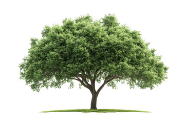 Lush Green Tree Stands Tall in Field, Nature's Beauty. Green Environment with Tranquil Scenery.