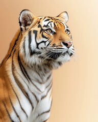 Obraz premium Bengal Tiger Up Close Wildlife Photo Majestic Stripes Close Encounter Indian Tiger Portrait Fierce Predator Portrait Bengal Tiger Portrait Wild Animal Photography