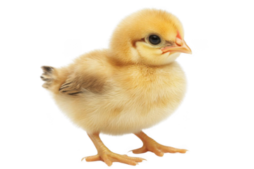 Baby Chick Stands Alone: Newborn Poultry, Fluffy Farm Animals, Easter Theme
