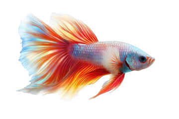 Fototapeta premium Siamese Fighting Fish Shows Its Colorful Fins and Body Exotic Aquatic Animal.