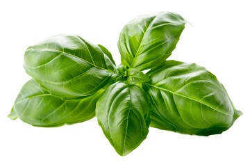 Fototapeta premium Fresh Basil Leaves Isolated on a White Transparent Background Showcasing Vibrant Green Color for Culinary Use