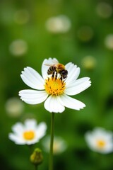 Obraz premium Yellow and black bee hovering above white blooms, garden, bees flowers yellow black
