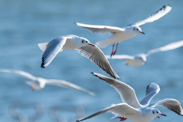 飛んでいる美しいカモメ