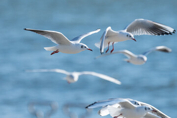飛んでいる美しいカモメ