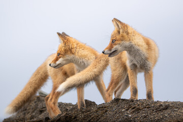 背景はグレー色の曇り空で盛土の上から２匹の小狐が鋭い視線で同じ方向を見つめ２匹とも同じポーズ。中央で同じ横顔で並んでいる横構図です。