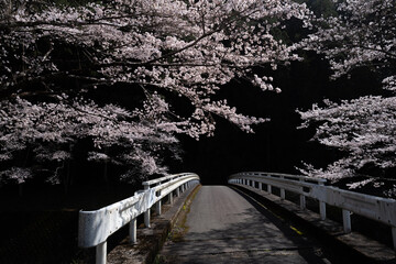 美しい満開の桜