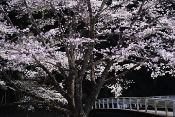 美しい満開の桜