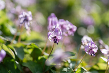 三月が見頃の美しいカタクリの花