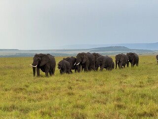 elephants in the savannah