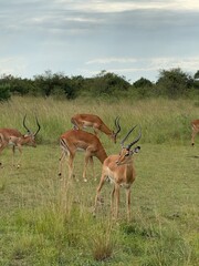 impala in the masai mara