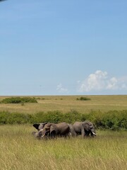 Defensive Elephants
