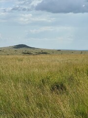 dunes and grass