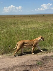 lioness in the grassland