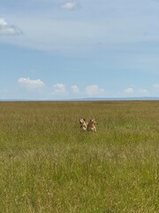 Lions in the field