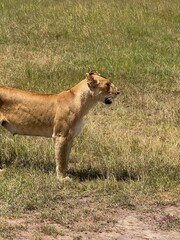 lioness in the grass