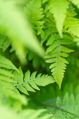 シダの葉をマクロレンズで撮影
