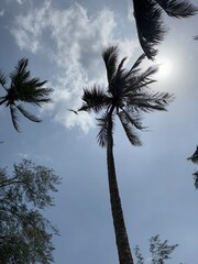 palm tree silhouette