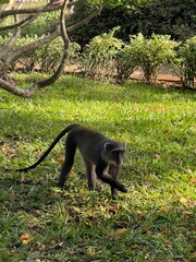 black tailed monkey