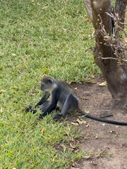 monkey sitting near a tree