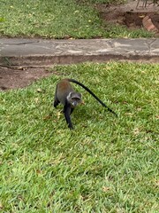 Monkey on lawn