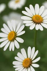 Fototapeta premium Beautiful Flower