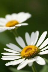 Obraz premium Beautiful Flower