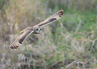 Short-eared owl in flight