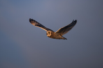 Short-eared owl in flight