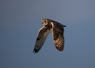 Short-eared owl in flight