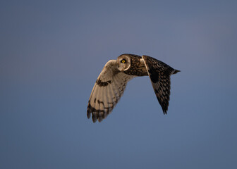 Short-eared owl in flight